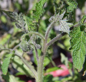 Ormus treated tomato plant